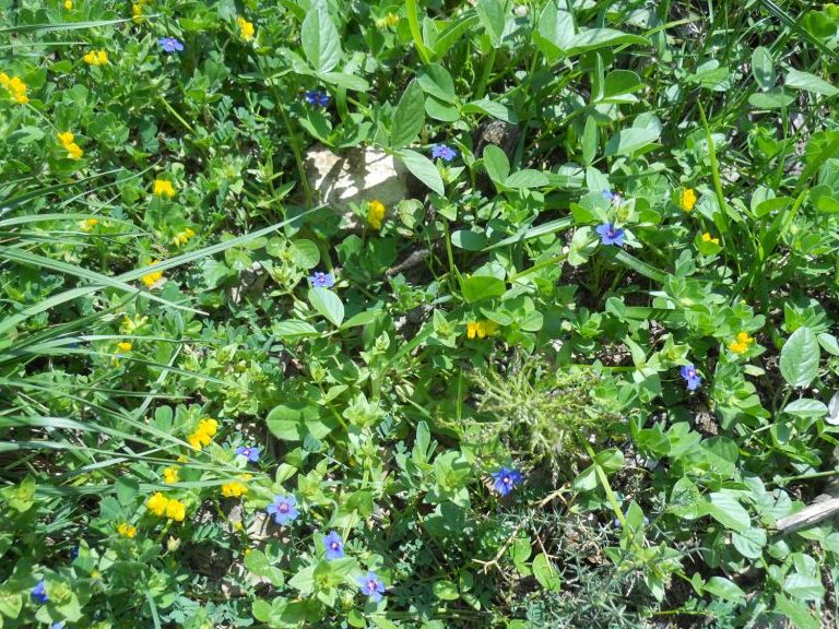 Lysimachia (=Anagallis) arvensis